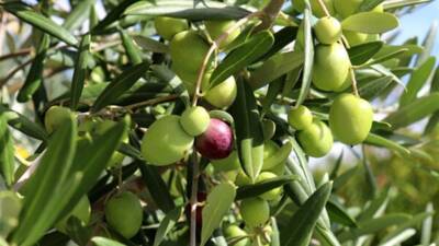 Türkiye İstatistik Kurumu (TÜİK) verilerine göre, sofralık zeytin üretiminde en