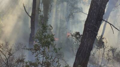 Hatay’ın Payas ilçesinde ormanlık alanda çıkan örtü yangını, itfaiye ekiplerinin