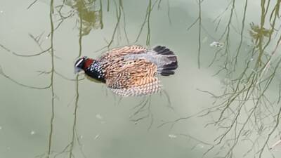 Hatay’ın Kırıkhan ilçesinin kırsalında, nesli tükenme tehlikesiyle karşı karşıya olan