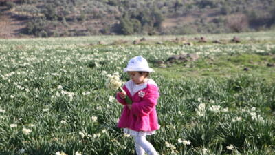 Hatay’ın Antakya ilçesindeki Karlısu Mahallesi’nde nergis çiçekleriyle bezeli tarla, ziyaretçilerin