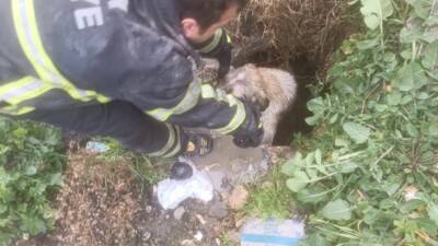 Hatay’ın Arsuz ilçesinde kuyuya düşerek mahsur kalan yavru köpek, itfaiye