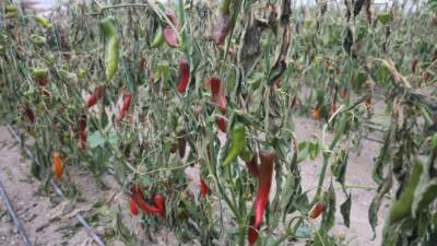 Hatay’da etkili olan soğuk hava, özellikle seralarda yetiştirilen tarım ürünlerine