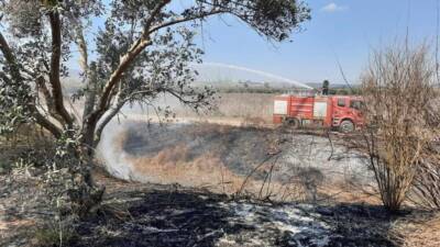 Hatay’ın Erzin ilçesi Hürriyet Mahallesi’nde yer alan sazlık alanda dün