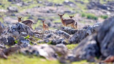Hatay'da koruma altında bulunan dağ ceylanlarının sayısı her geçen yıl