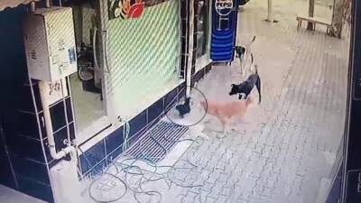 Hatay'ın Dörtyol ilçesinde başıboş köpeklerin bir tavuk saldırısının güvenlik kamerasına
