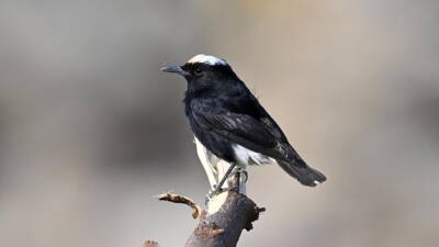 Hatay’ın Samandağ ilçesinde babasıyla birlikte kuş gözlemi yapan 17 yaşındaki