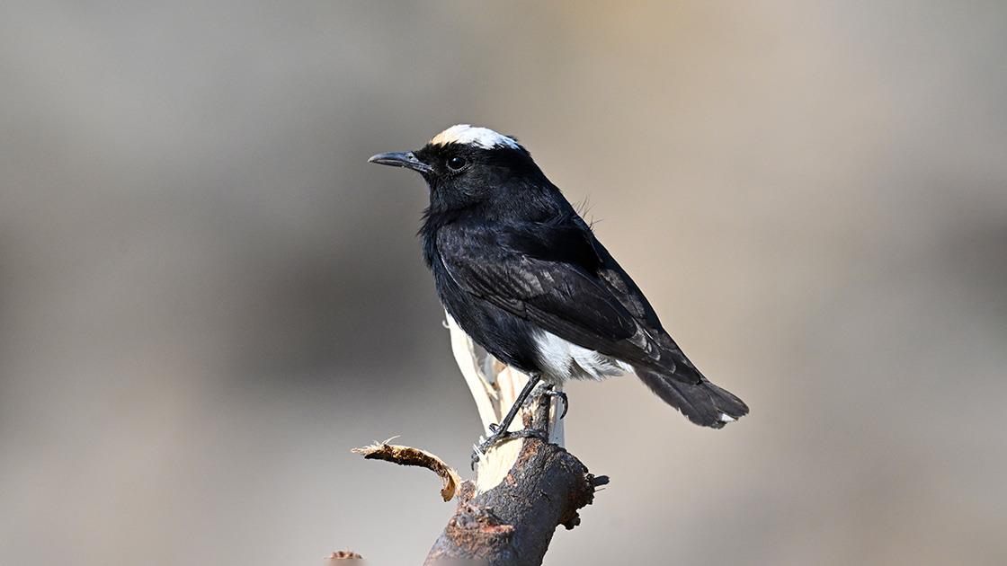 Hatay’ın Samandağ ilçesinde babasıyla birlikte kuş gözlemi yapan 17 yaşındaki