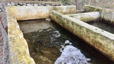 İskenderun ilçesinin Aşkarbeyli Mahallesi’nde balık yetiştiriciliği yapan bir işletmede, avcı