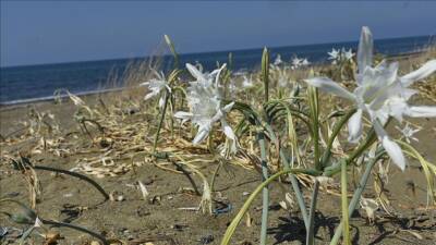 Samandağ ve Arsuz ilçeleri arasındaki 25 kilometrelik sahil parkurunda, nadir