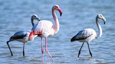 Doğu Akdeniz bölgesindeki flamingo sayısı, yapılan kış ortası su kuşu