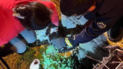 Hatay’ın Defne ilçesinde yağmur suyu mazgalına sıkışan kedi, duyarlı vatandaşların