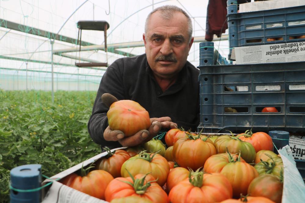 Hatay’ın verimli topraklarında Mart ayında çiftçiler serada domates yetiştirmeye devam