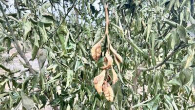 Hatay’ın Erzin ilçesi, Türkiye’nin önemli narenciye üretim merkezlerinden biri olarak,