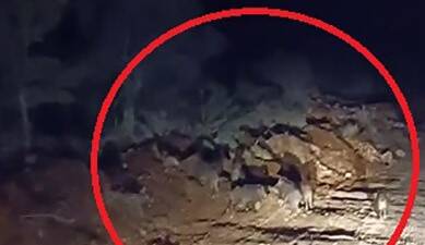 Antakya’da yabani hayvanlar, kış koşulları nedeniyle insan yerleşimlerine yakın alanlarda