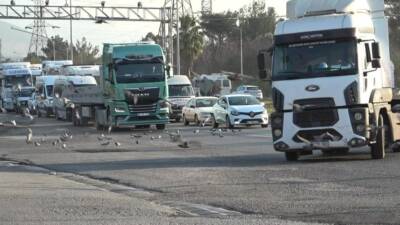 Hatay’ın Payas ilçesinde kara yolunda ilerleyen tırlardan dökülen tahıllar, binlerce