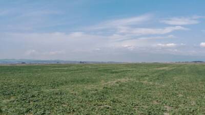 Hatay Mustafa Kemal Üniversitesi (HMKÜ) Ziraat Fakültesi Tarla Bitkileri Bölümü,