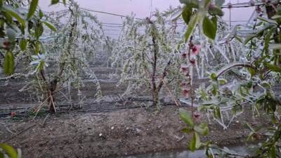Türkiye Ziraat Odaları Birliği (TZOB) Genel Başkanı Şemsi Bayraktar don