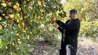 Hatay’ın Samandağ ilçesinde 30 yıldır her sabahın ilk ışıklarıyla tarlaların