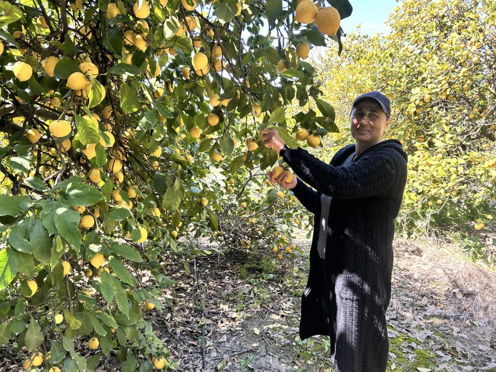 Hatay’ın Samandağ ilçesinde 30 yıldır her sabahın ilk ışıklarıyla tarlaların