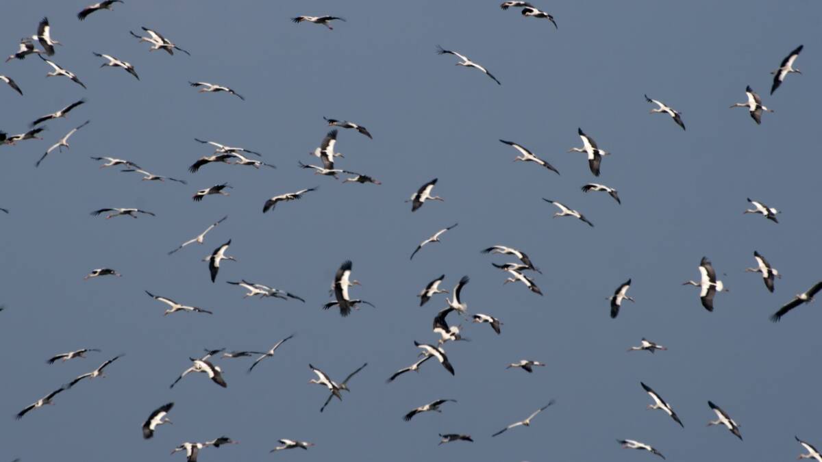 Türkiye, bu yıl da baharın habercisi olan leyleklerin göç yolculuğuna