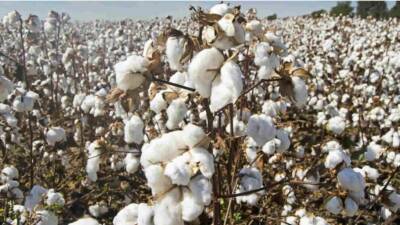 Hatay’ın İskenderun Limanı’nda, Tanzanya’dan gelen 251 ton 744 kilogram ham