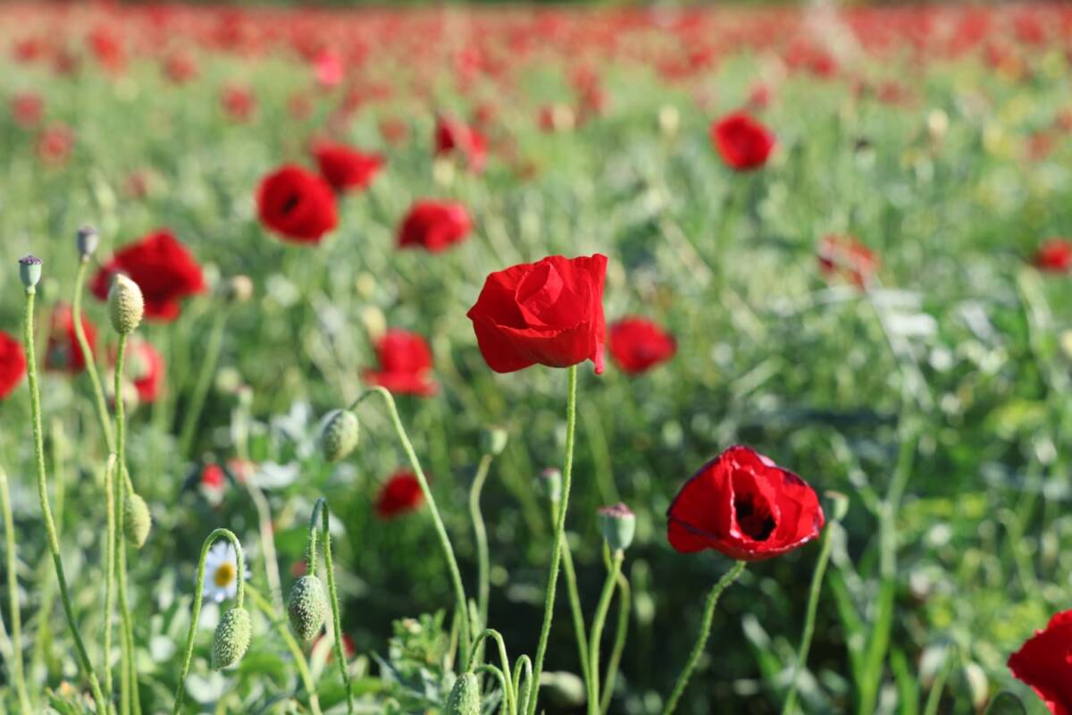 Hatay’ın Antakya ilçesine bağlı Küçükdalyan Mahallesi’nde 5 dönümlük bir bakla