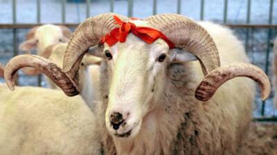 Diyanet İşleri Başkanlığı, 2025 yılı için vekaletle kurban kesim bedellerini