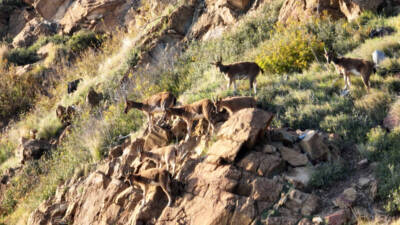 Hatay’da sürdürülen yoğun koruma ve denetim faaliyetleri, yaban keçisi popülasyonunun