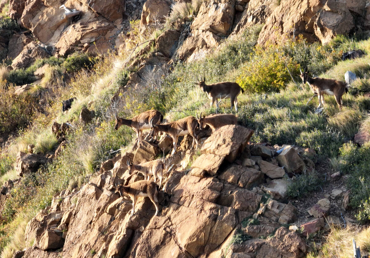 Hatay’da sürdürülen yoğun koruma ve denetim faaliyetleri, yaban keçisi popülasyonunun