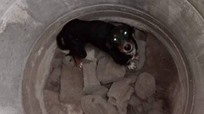 Hatay’ın Erzin ilçesinde Mahmutlu Mahallesi’nde bir sahipsiz köpek, derin bir