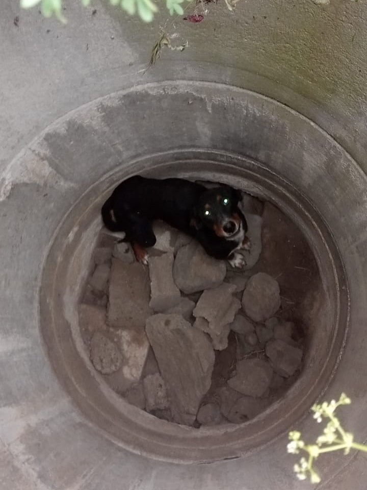 Hatay’ın Erzin ilçesinde Mahmutlu Mahallesi’nde bir sahipsiz köpek, derin bir