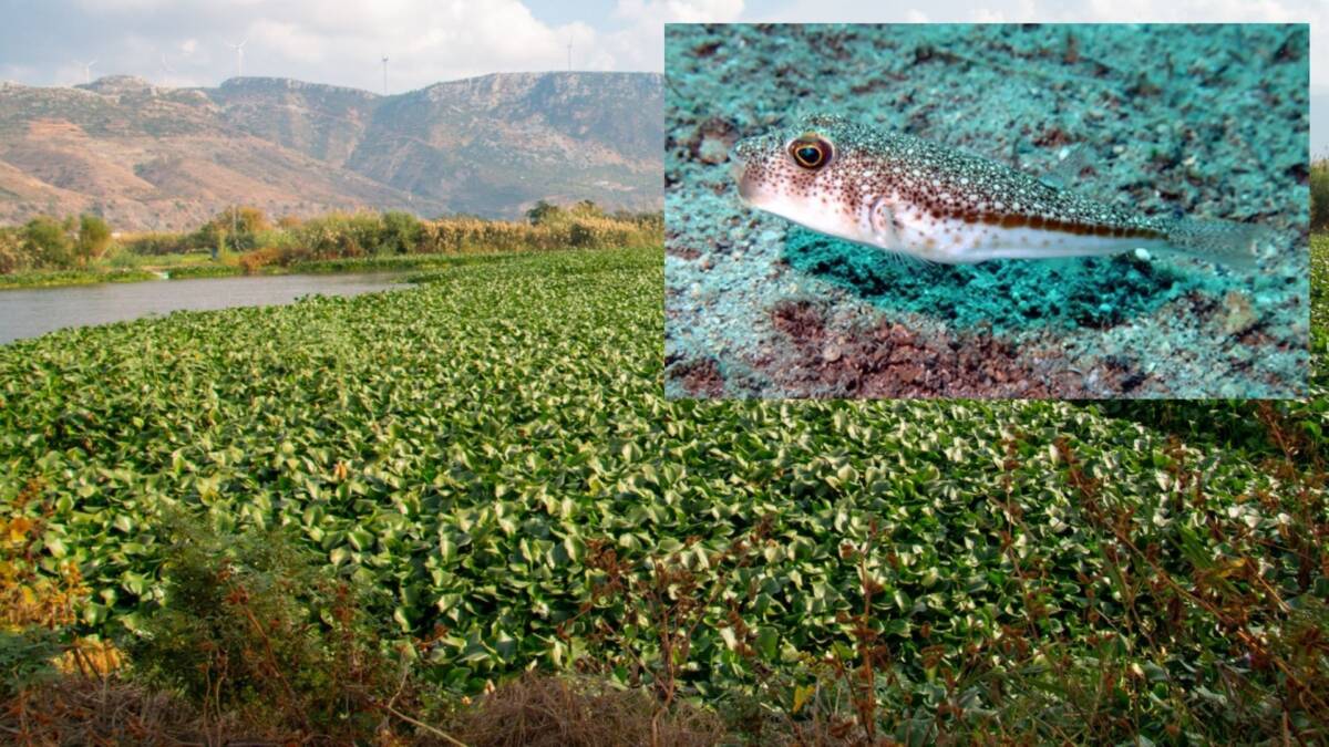 Türkiye’de denizlerdeki istilacı yabancı türlerle mücadele eden proje, yerli türlerin