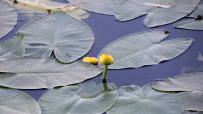Kırıkhan ilçesindeki Gölbaşı Gölü, ilkbaharın gelişiyle birlikte doğaseverlerin ilgisini çekiyor.