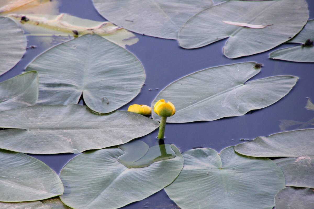 Kırıkhan ilçesindeki Gölbaşı Gölü, ilkbaharın gelişiyle birlikte doğaseverlerin ilgisini çekiyor.