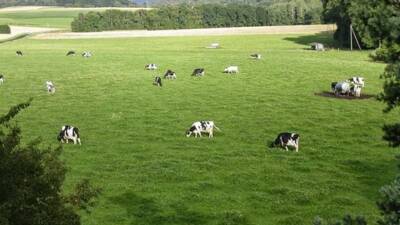 Hatay Büyükşehir Belediye Meclisi, Türkiye’de et fiyatlarının artışındaki en önemli