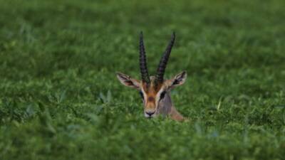 2025 yılı envanterine göre ,Dünya'da sayıları 3000 olan Dağ Ceylanı