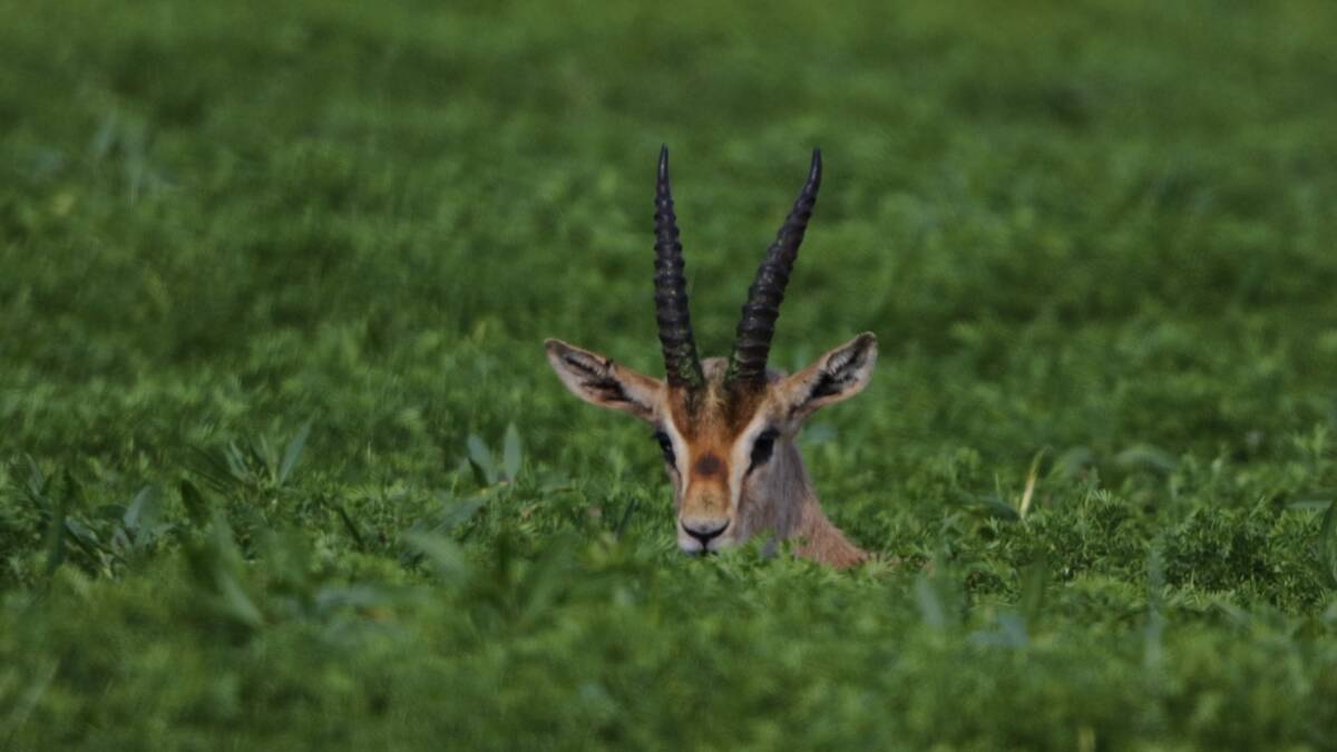 2025 yılı envanterine göre ,Dünya'da sayıları 3000 olan Dağ Ceylanı