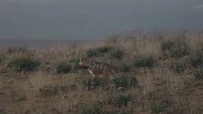 Hatay’da nesli tükenme tehlikesi altında bulunan çizgili sırtlanın görüntüleri kaydedildi.