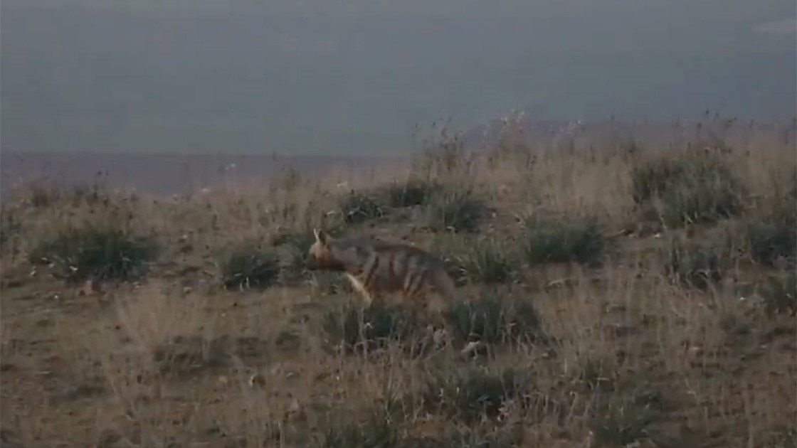 Hatay’da nesli tükenme tehlikesi altında bulunan çizgili sırtlanın görüntüleri kaydedildi.