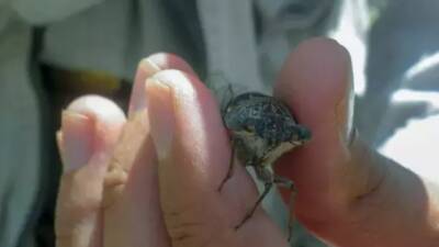 Hatay Mustafa Kemal Üniversitesi bünyesinde görev yapan Dr. Öğretim Üyesi