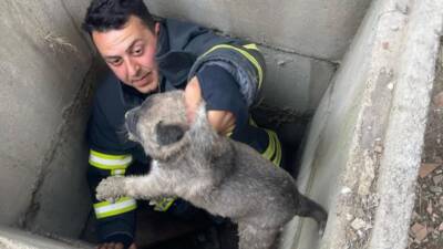 Hatay’ın Antakya ilçesine bağlı Akasya Mahallesi’nde, kuyuya düşen yavru köpekler