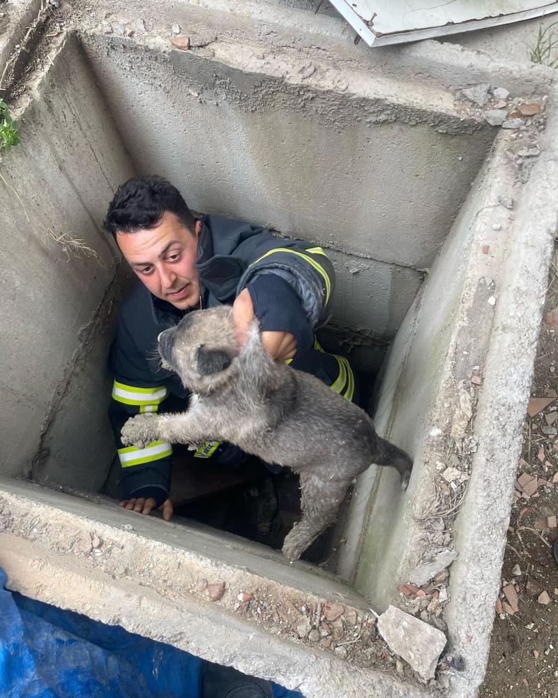 Hatay’ın Antakya ilçesine bağlı Akasya Mahallesi’nde, kuyuya düşen yavru köpekler