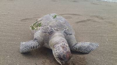 Hatay’ın Samandağ ilçesinde sahilde hareketsiz halde bulunan ölü caretta caretta,