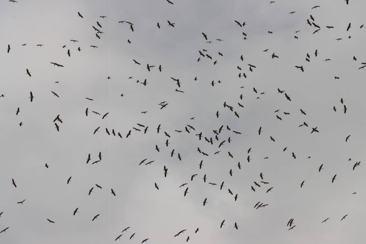 Hatay’da hava sıcaklıklarının artmasıyla birlikte, baharın habercisi olan leyleklerin dönüş