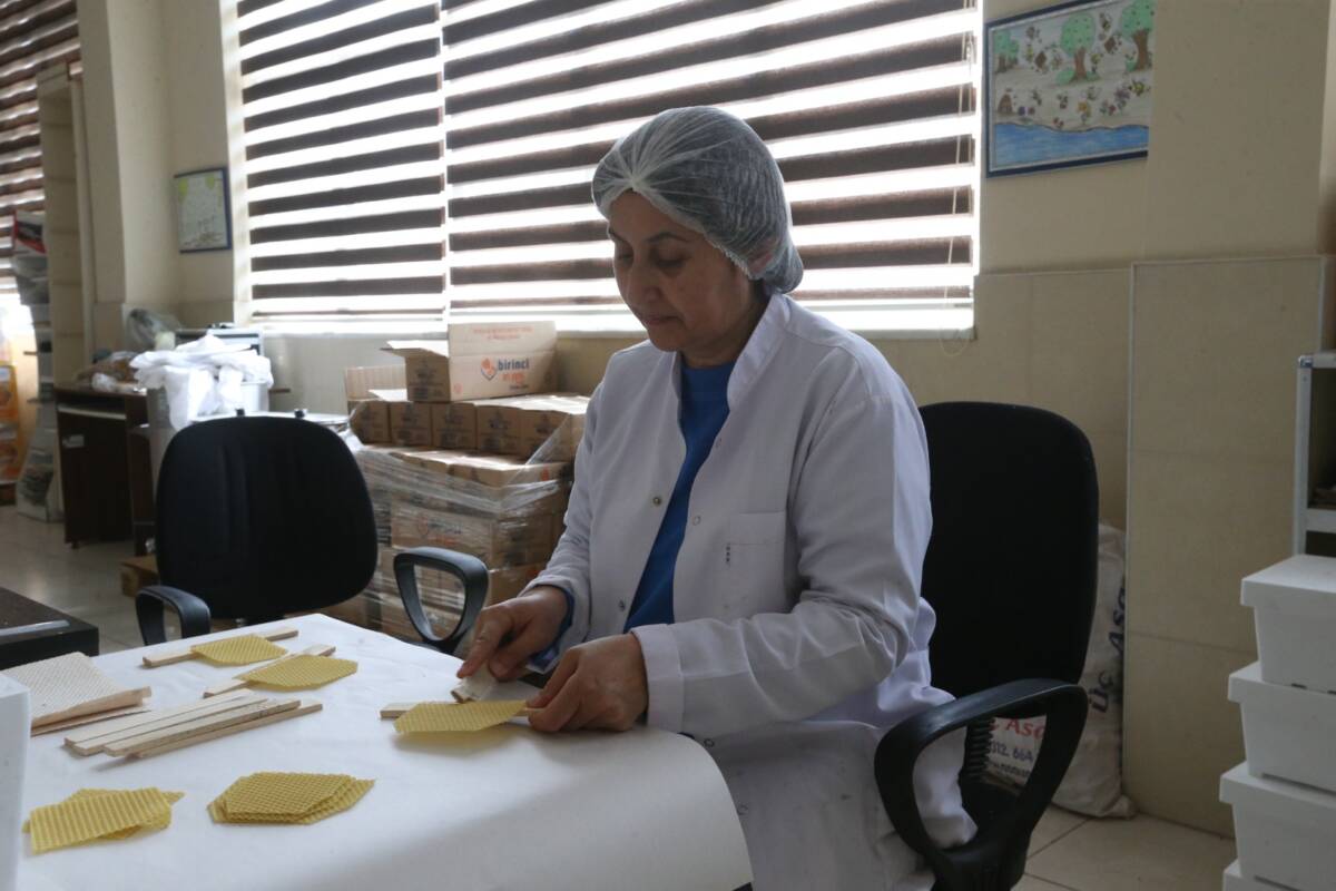 Hatay’ın yerel arı ırkı, Tarım ve Orman Bakanlığı tarafından tescil