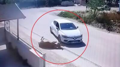 Hatay’ın Samandağ ilçesinde, yol ortasında gezinen bir eşeğe kasten çarpan