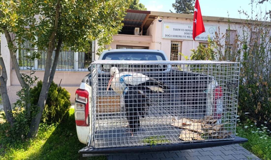 Hatay’ın İskenderun ilçesinde, yaralı bir leylek, yapılan müdahale ile tedavi