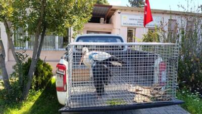 Hatay’ın İskenderun ilçesinde, yaralı bir leylek, yapılan müdahale ile tedavi