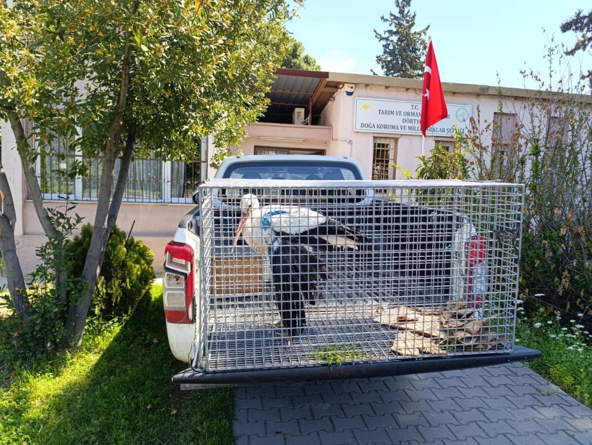 Hatay’ın İskenderun ilçesinde, yaralı bir leylek, yapılan müdahale ile tedavi