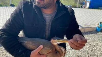 Hatay’ın Antakya ilçesinde yol kenarında yaralı halde bulunan ergüvani balıkçıl